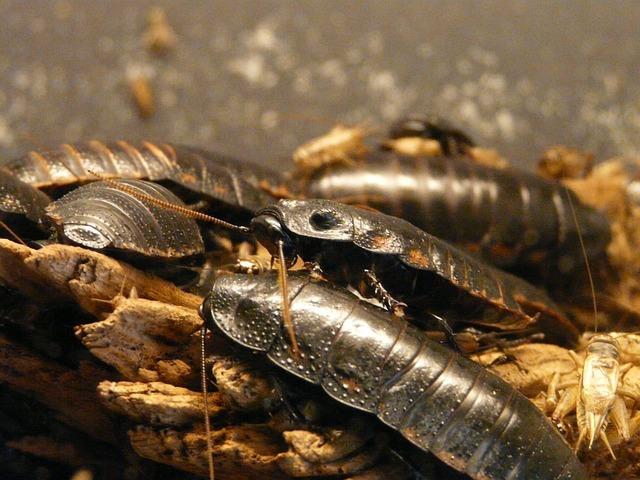 How One Man Is Transforming the Cockroach into a Gen-Z Icon in India
