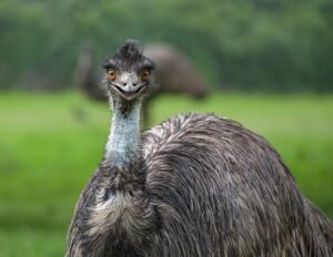 EMU Represented in Malaysia Through Dedicated Alumni in Kuala Lumpur – EMU Today