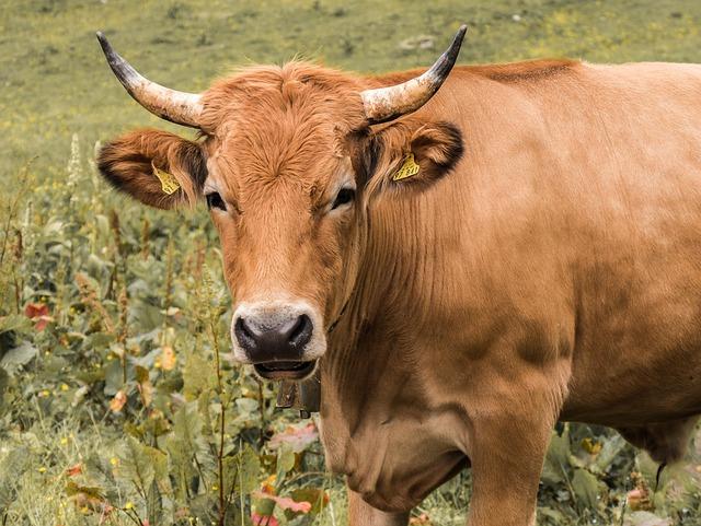 US beef regains full access to United Arab Emirates market – The National Provisioner