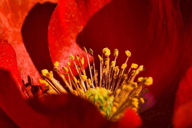 Brewing change: from opium poppies to premium coffee in the mountains of Lao PDR – United Nations Office on Drugs and Crime