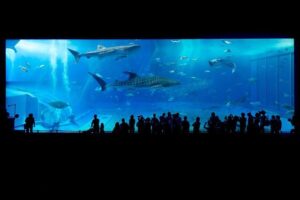 Maldives launches Tech4Nature project to safeguard iconic whale sharks – IUCN
