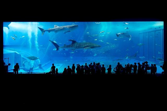 Maldives launches Tech4Nature project to safeguard iconic whale sharks – IUCN