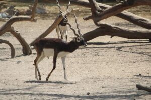 Nationwide Musk Deer Survey completes in Bhutan – Kuensel Online