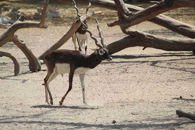 Nationwide Musk Deer Survey completes in Bhutan – Kuensel Online