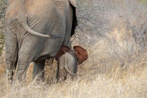 Wild elephant menace in Bahundangi leaves locals terrified – Nepalnews.com