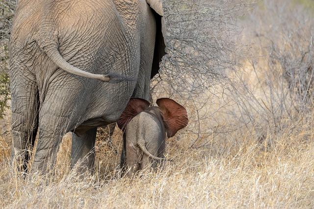 Wild elephant menace in Bahundangi leaves locals terrified – Nepalnews.com