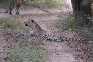 Sri Lanka leopard deaths prevalent in region where humans and big cats overlap – news – Mongabay
