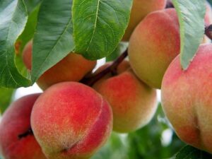 The States That Produce the Most Peaches, Ranked (And No, Georgia Isn’t First) – Mental Floss