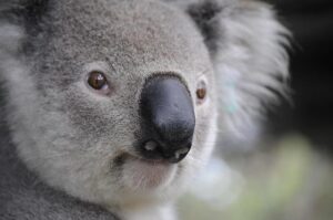 Why Australia Struggles to Foster Asia Experts – The Diplomat – Asia-Pacific