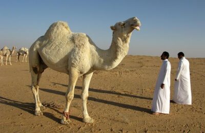 Saudi Arabia Forms Powerful Maritime Defense Alliance to Protect Crucial Waterways