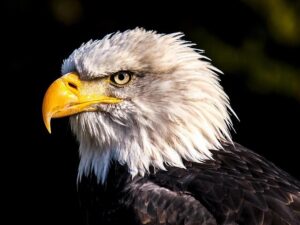 Exclusive: Eagles DT Jordan Davis On 94WIP – Audacy